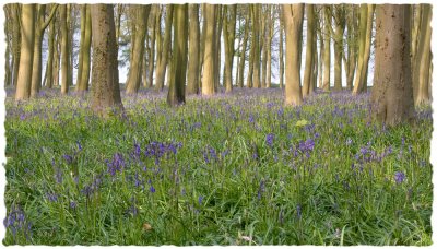Late afternoon in the bluebells