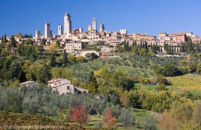 Olive trees and vineyards below San Gimignano