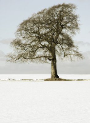 A46 snowtree, soft sepia
