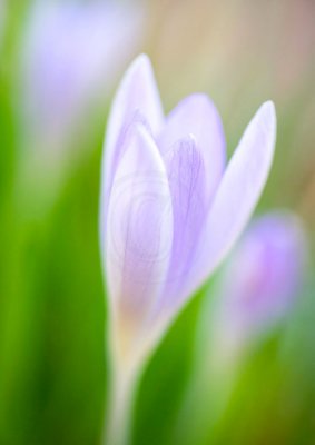 crocus with nifty-fifty(1)