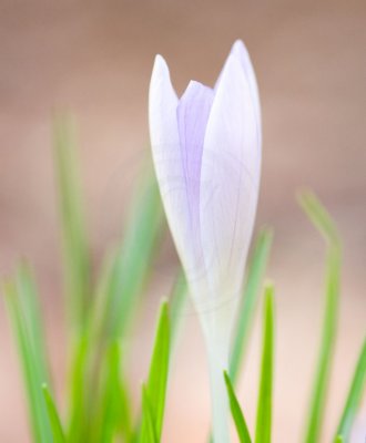crocus with nifty-fifty(2)
