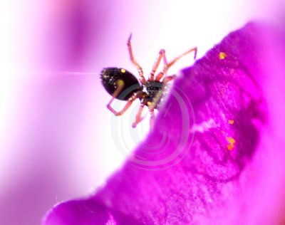 money-spider on crocus petal