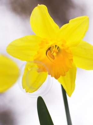 Daff by any other name