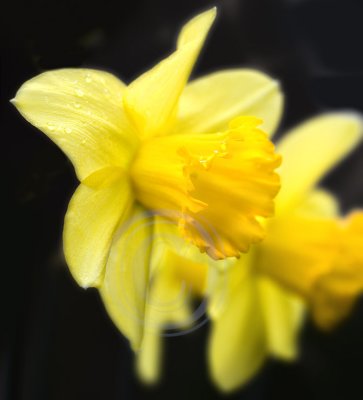 Garden daffodils(1)