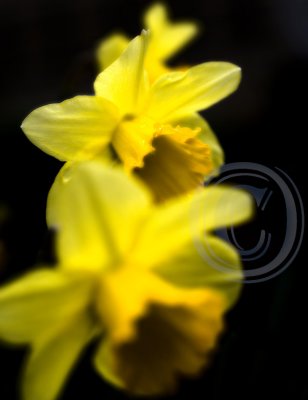 Garden daffodils(2)