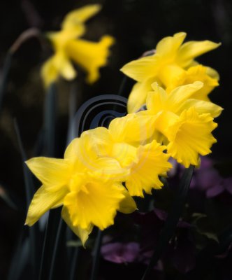 Daffodil formation(1)