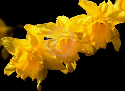 Daffodil formation(2)