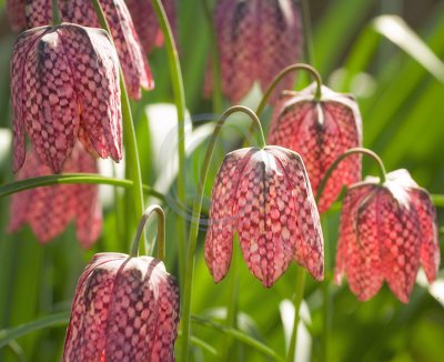 Fritillaria Meleagris(Snakeshead Fritillary)(3)