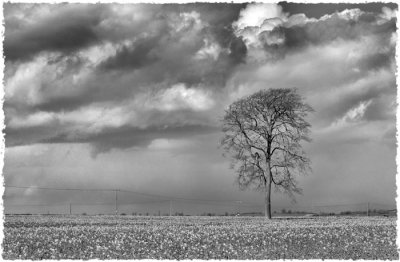 The Listening Tree, Kingscote, Glos