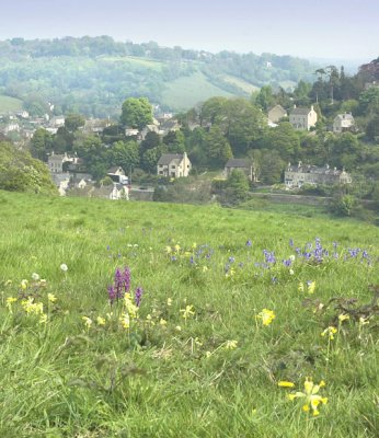 Pyramid orchid and cowslips, Brimscombe