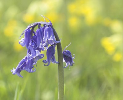 solo bluebell
