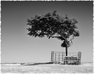 Prophetic Tree, Cleeve Hill