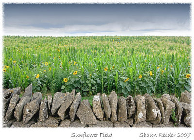 Sunflower Field