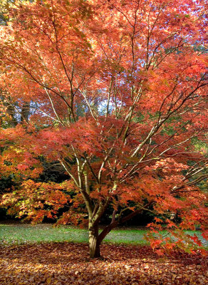 Another flaming maple