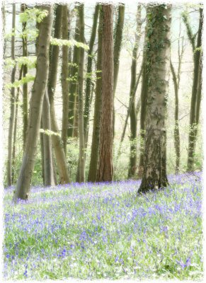 Bluebell wood, Randwick, Gloucs(2)
