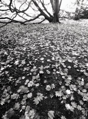 Maple-leaf Carpet(mono)