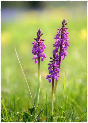 Early-Purple orchids, Minchinhampton Common, Gloucs.
