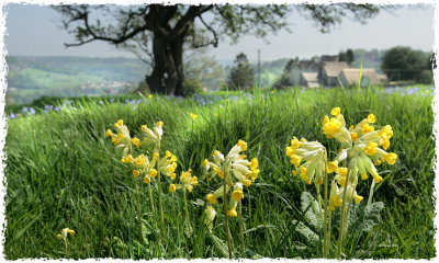 Sunny cowslips, Burleigh, Gloucs.