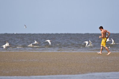 Sandbar Wes