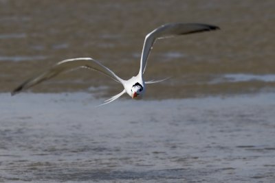 Gull in Flight