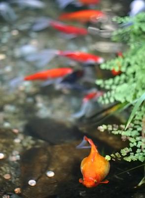 Opryland Hotel Wildlife