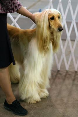 Dog Show 2006