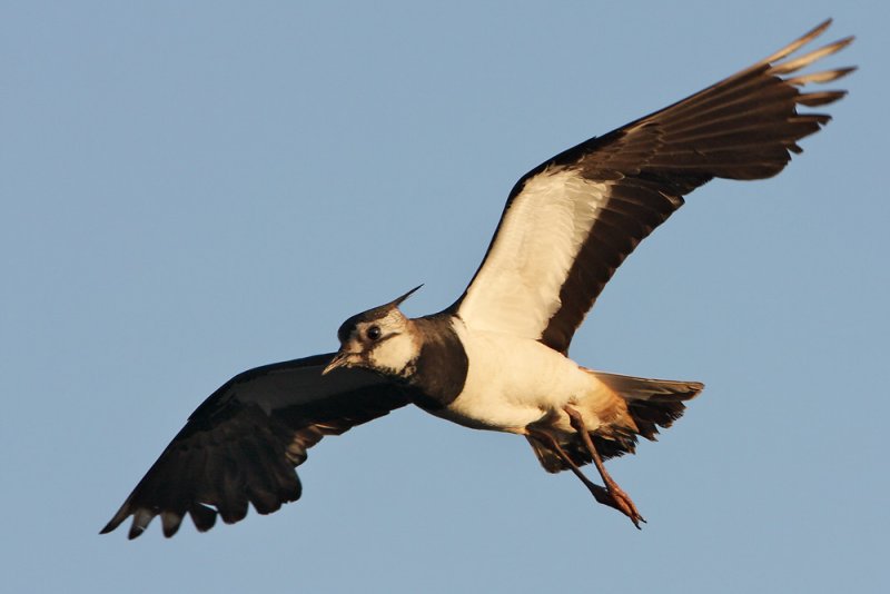 Lapwing