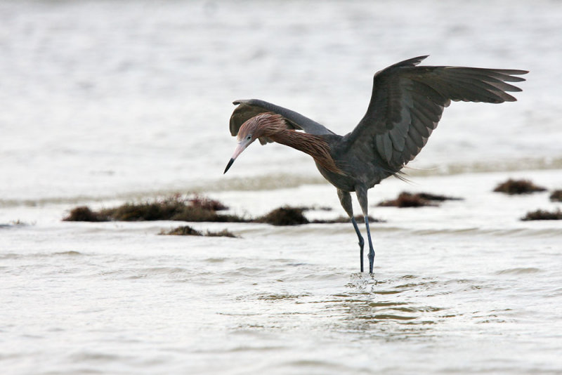 Reddish Egret