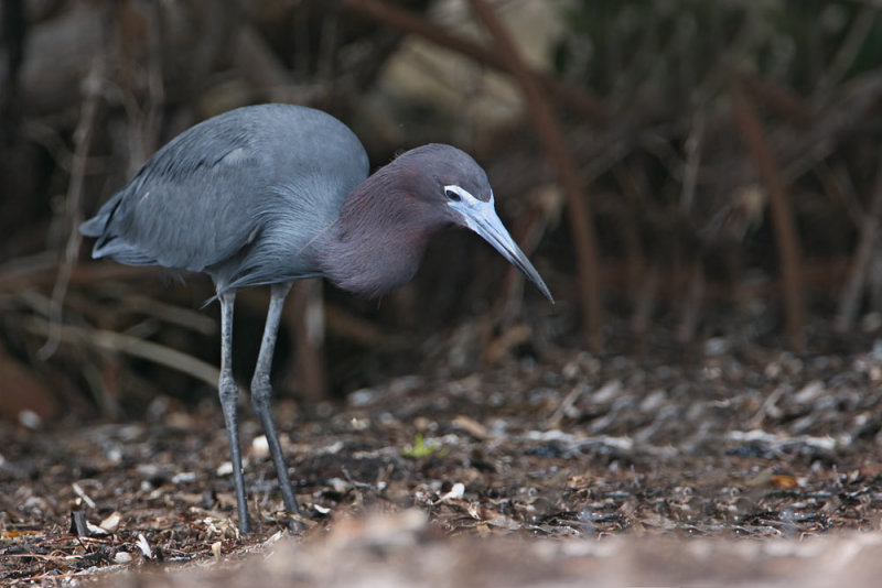 Little Blue Heron