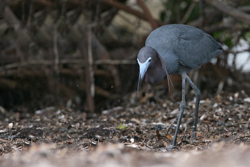 Little Blue Heron