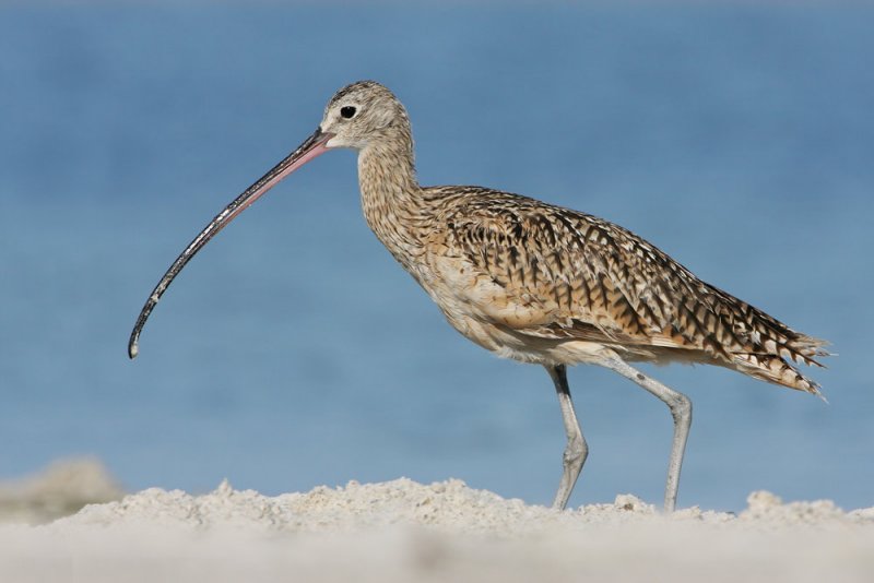 Long-billed Curlew