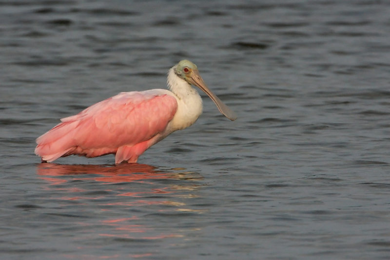 Roseate Spoonbill