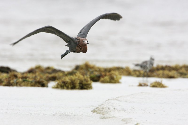 Reddish Egret