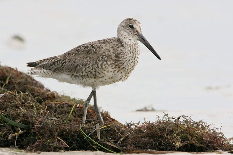 Willet