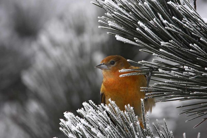 Baltimore Oriole