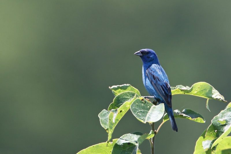 Indigo Bunting