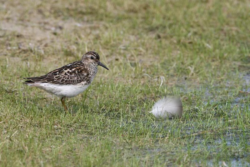 Least Sandpiper