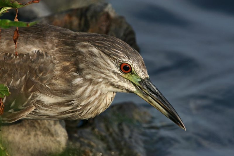 Black-crowned Night Heron