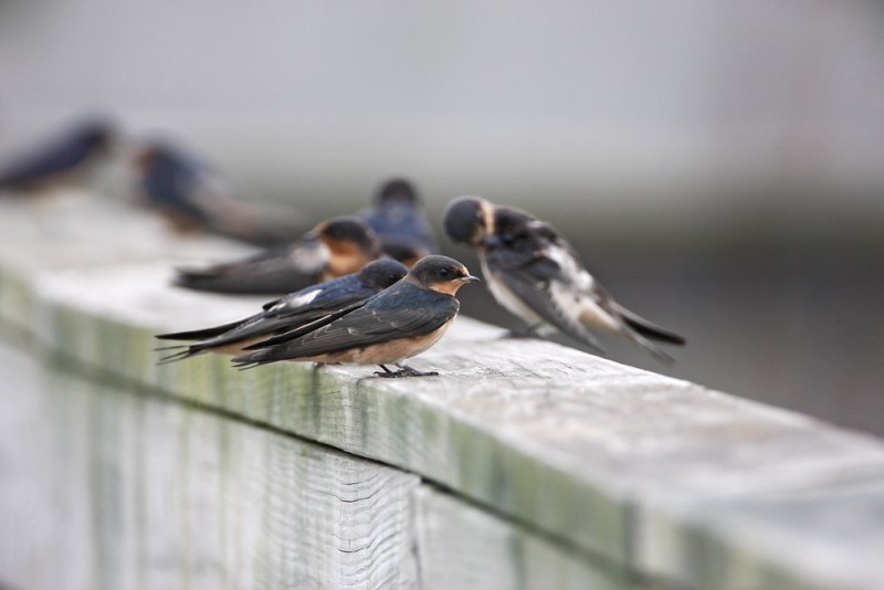 Barn Swallow