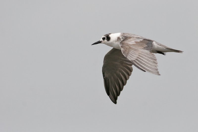 Black Tern