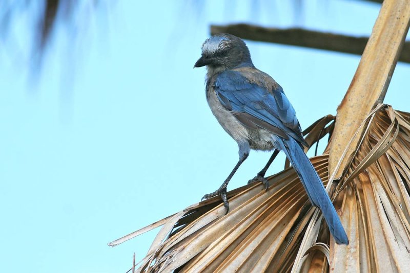 Florida-Scrub Jay