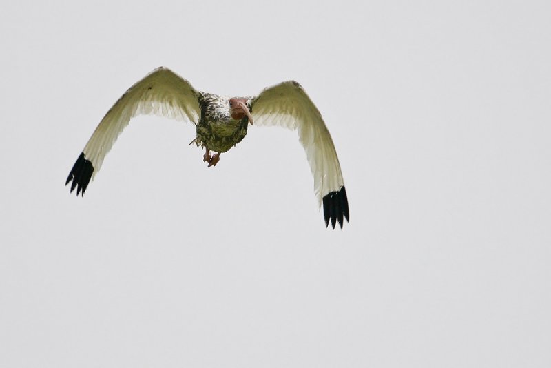 White Ibis