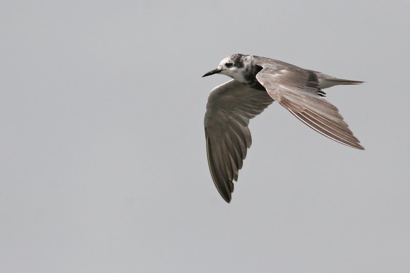 Black Tern