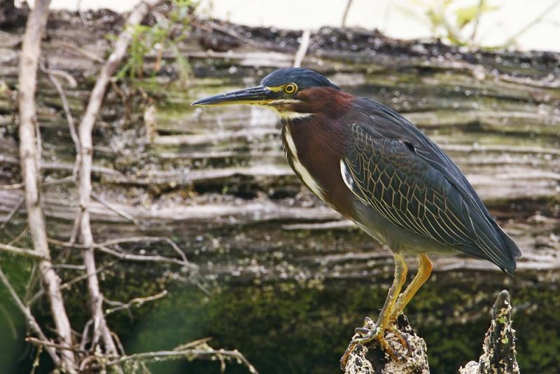 Green Heron