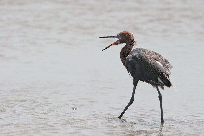 Reddish Egret