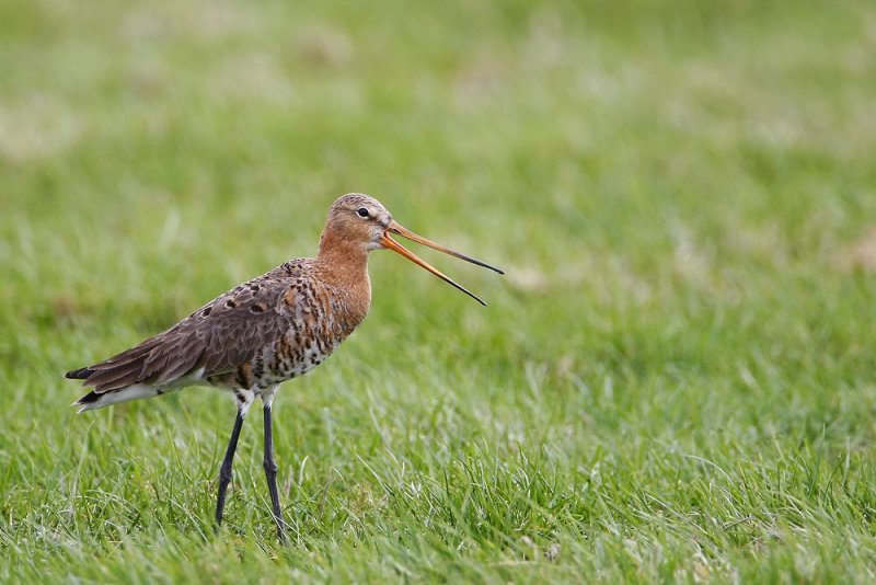 Black-tailed Godwit