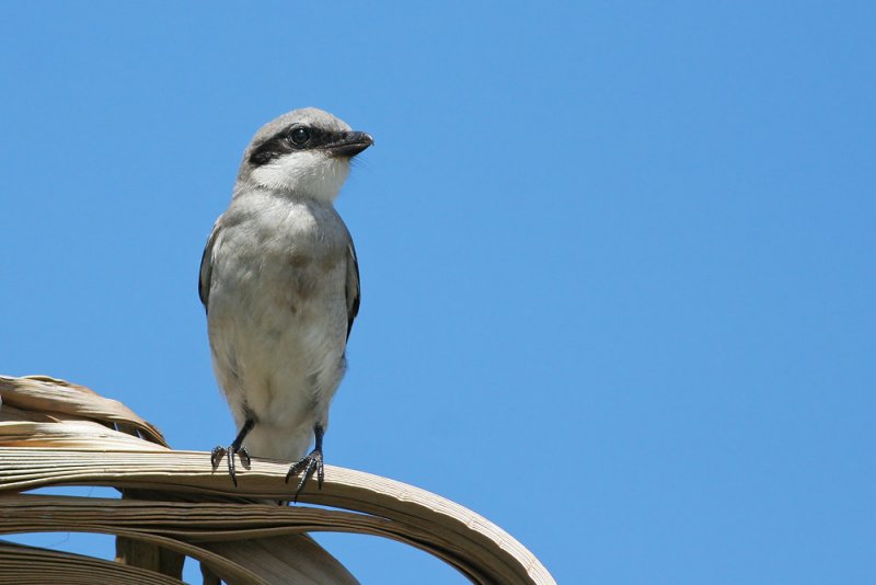 Loggerhead Shrike