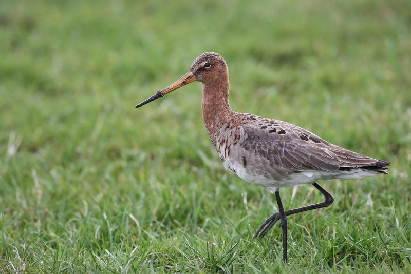 Black-tailed Godwit