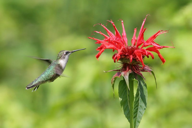 Ruby-throated Hummingbird