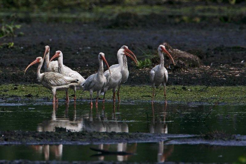 White Ibis